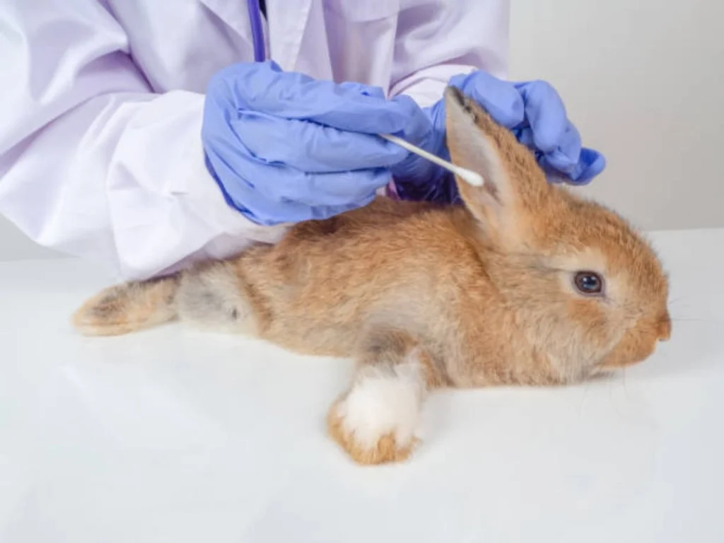 Can an Ear Infection Kill a Rabbit