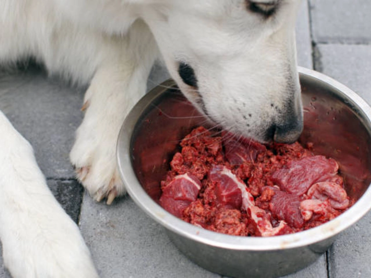 Carnivore Diet for Dogs: Why it’s Better Than Traditional Pet Food