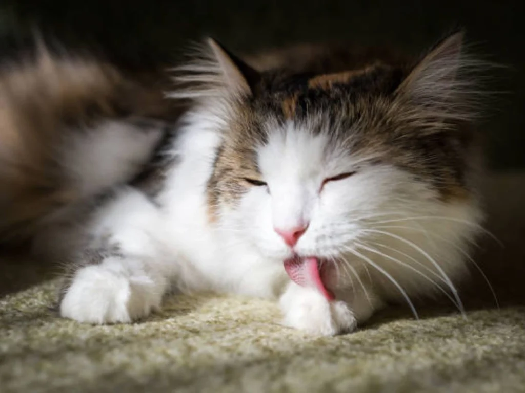 Cat Gulping While Purring