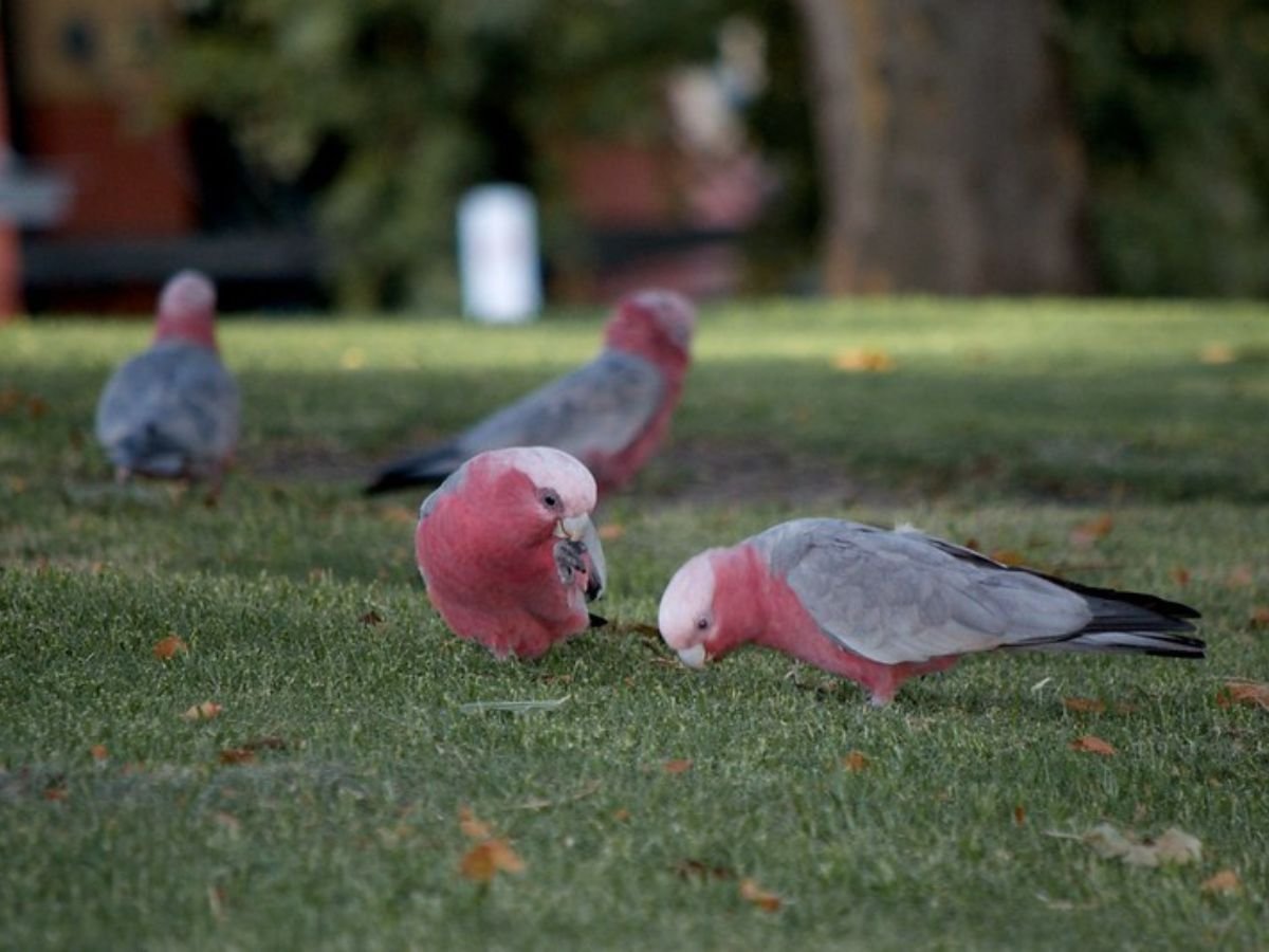 Do Birds Eat Grass Seed? Unveiling The Truth