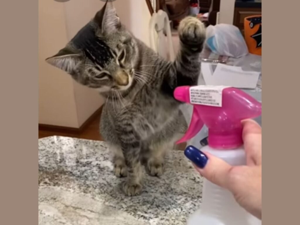 Do Spray Bottles Work to Train Cats