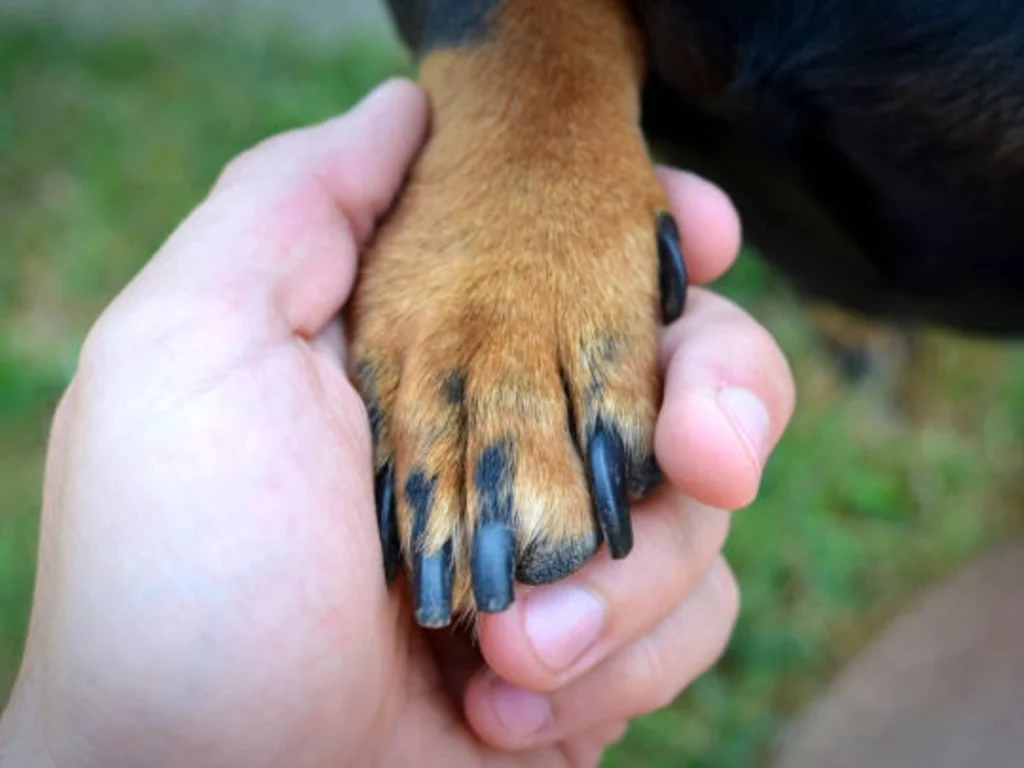 Dog Breeds Don't Have Dewclaws