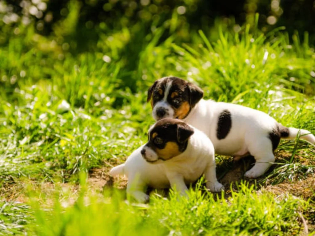 Dog Breeds That Stay Small