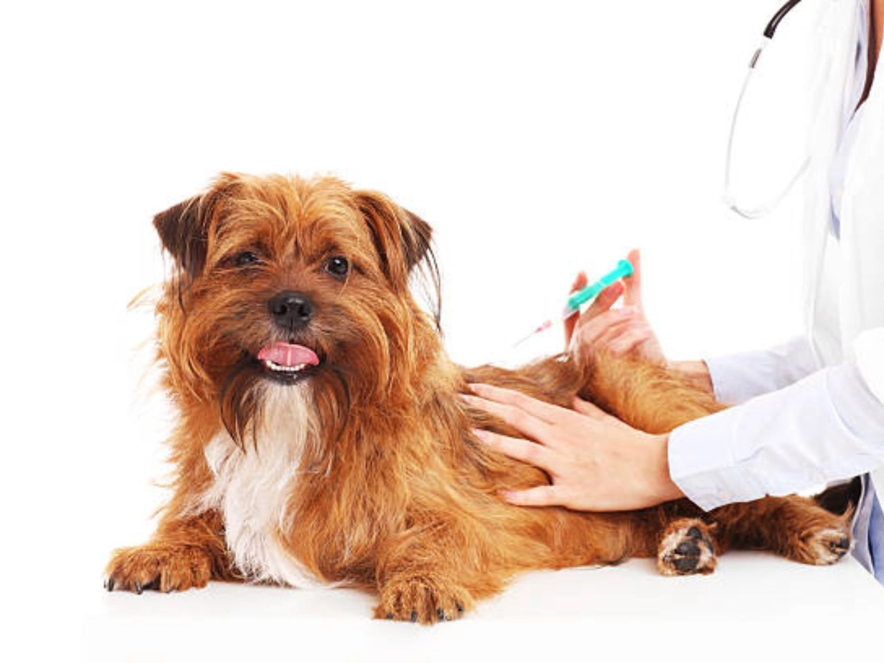 Do's and Don'ts After Dog Vaccination: Essential Tips