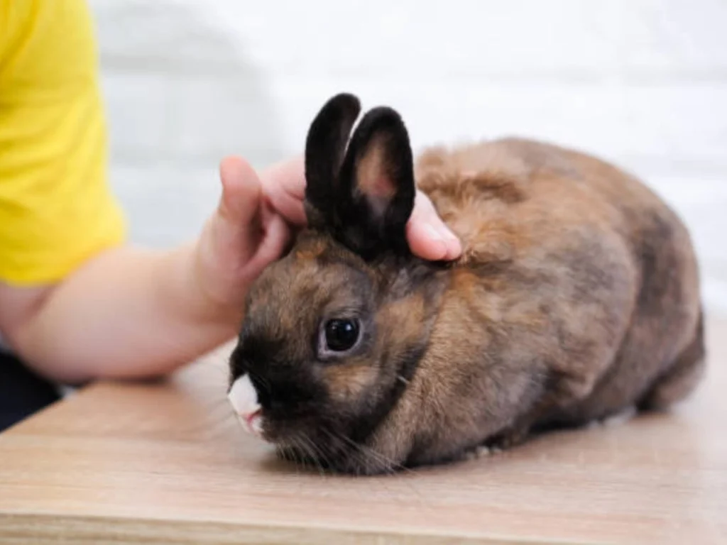 Ear infections can be serious for rabbits