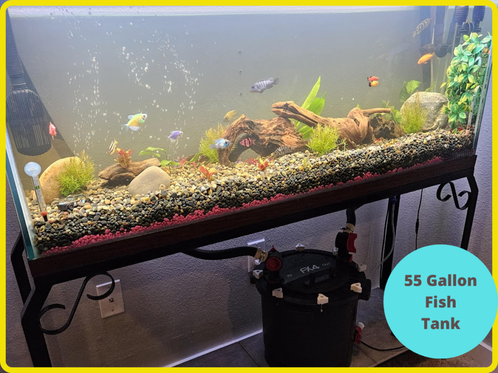 How Many Fish for a 55 Gallon Tank