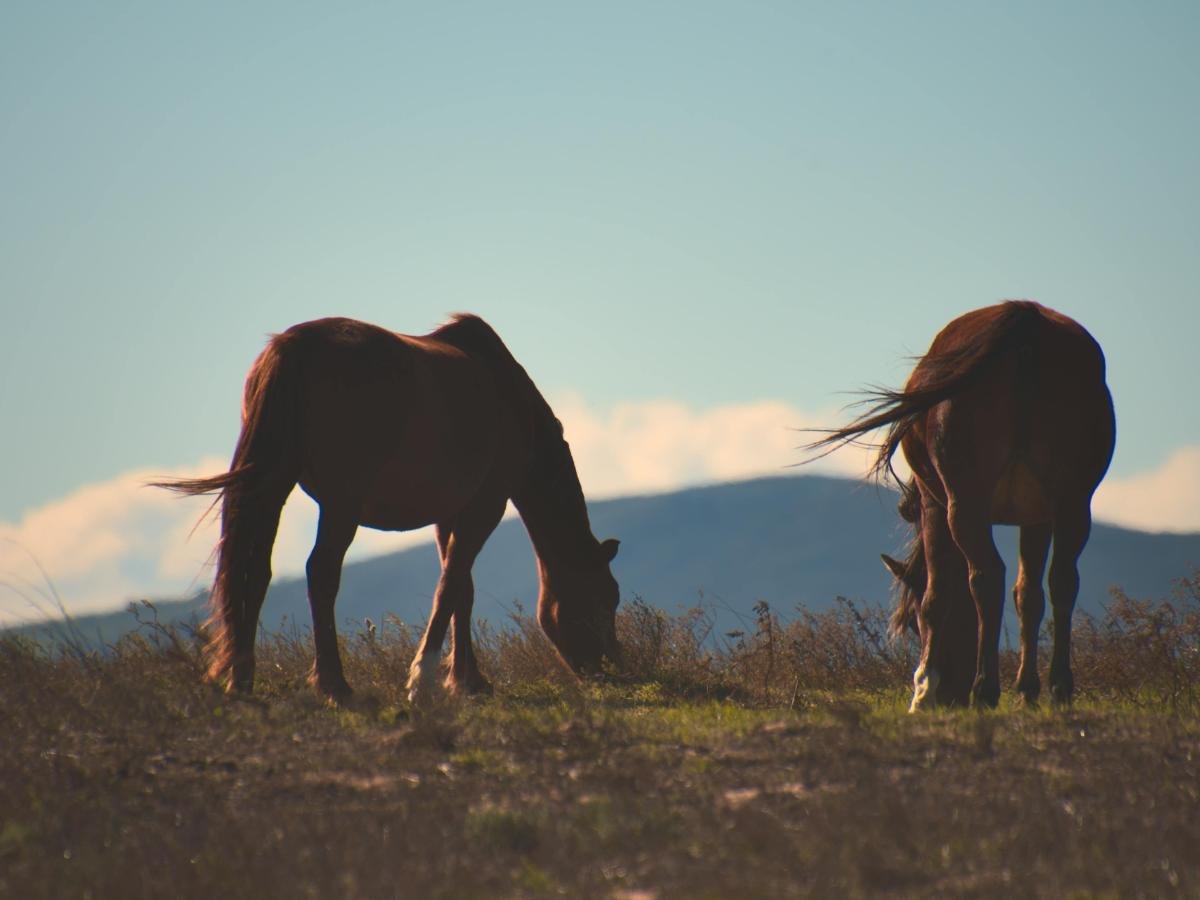 Fenbendazole for Horses