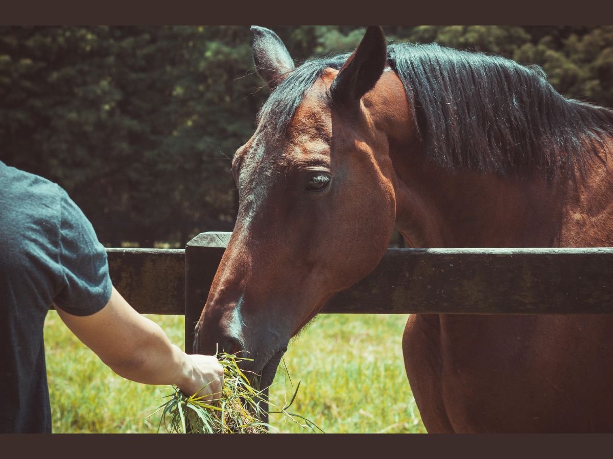 Fiber Energy Horse Feed