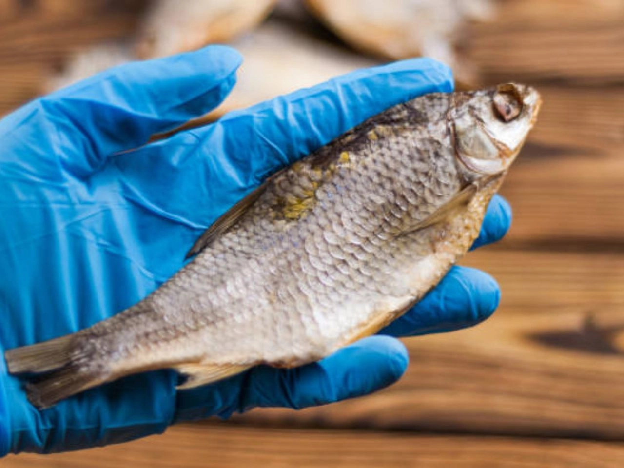 Fish Handler's Disease Symptoms Spot & Prevent!