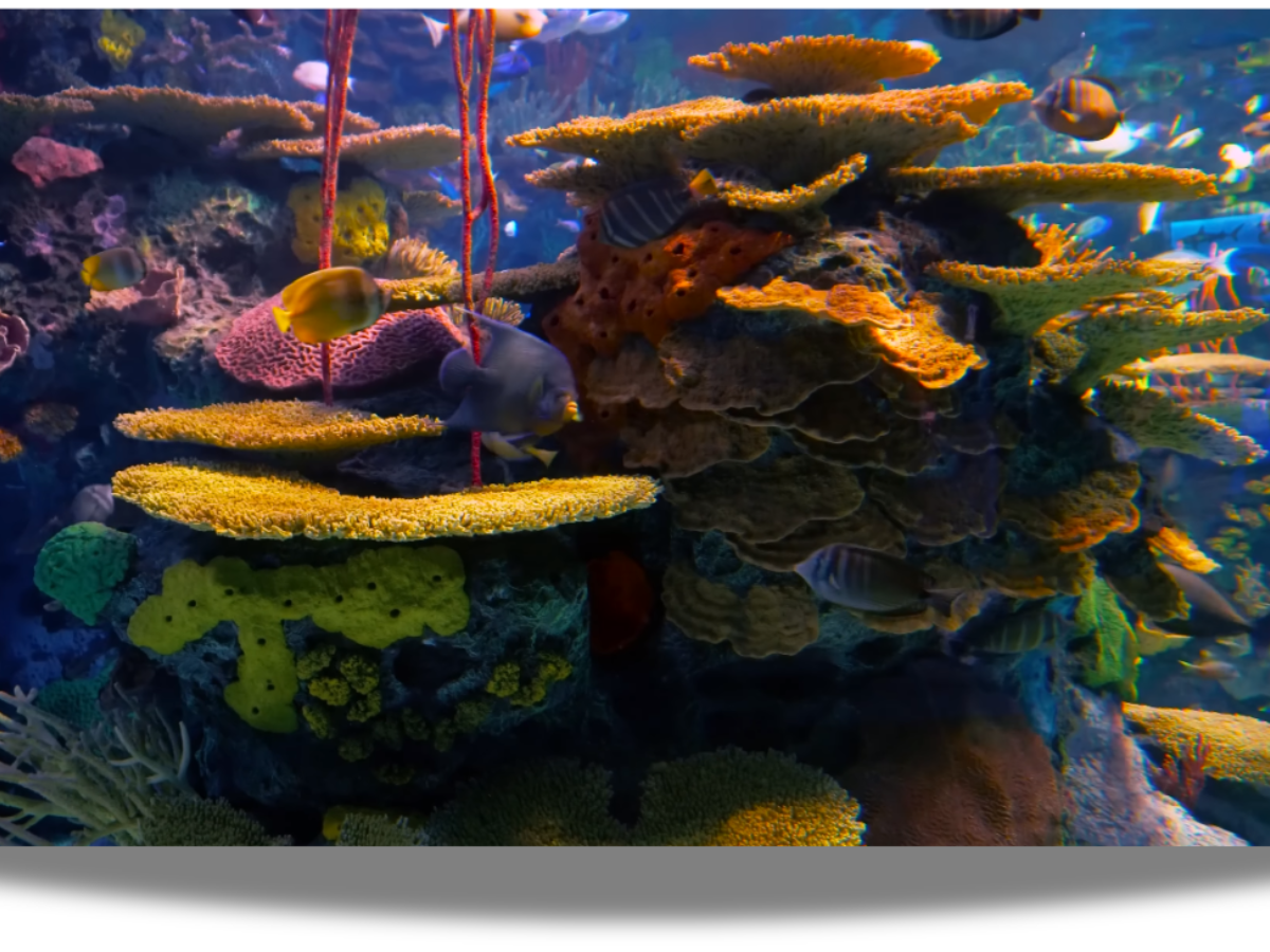 Fish Tank Background