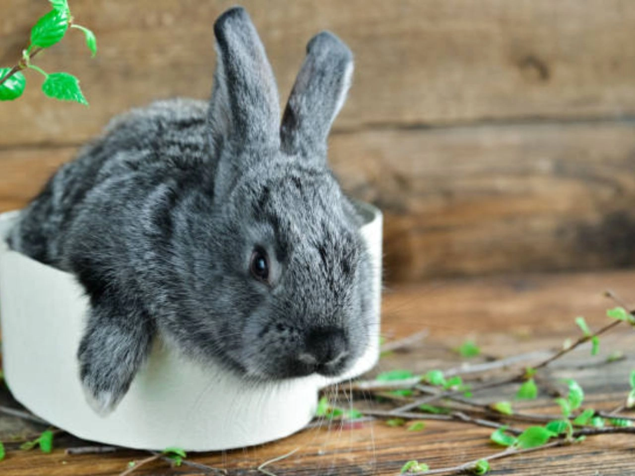 Flemish Giant Rabbit Potty Training The Ultimate Guide