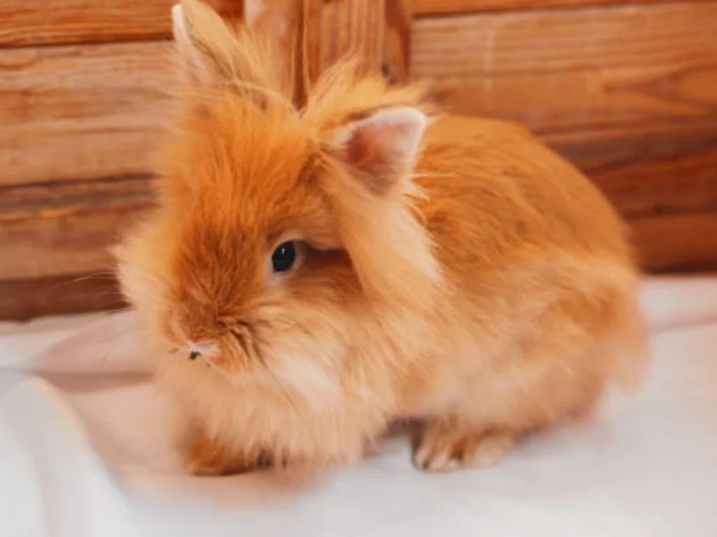 Fluffy Rabbit Breeds