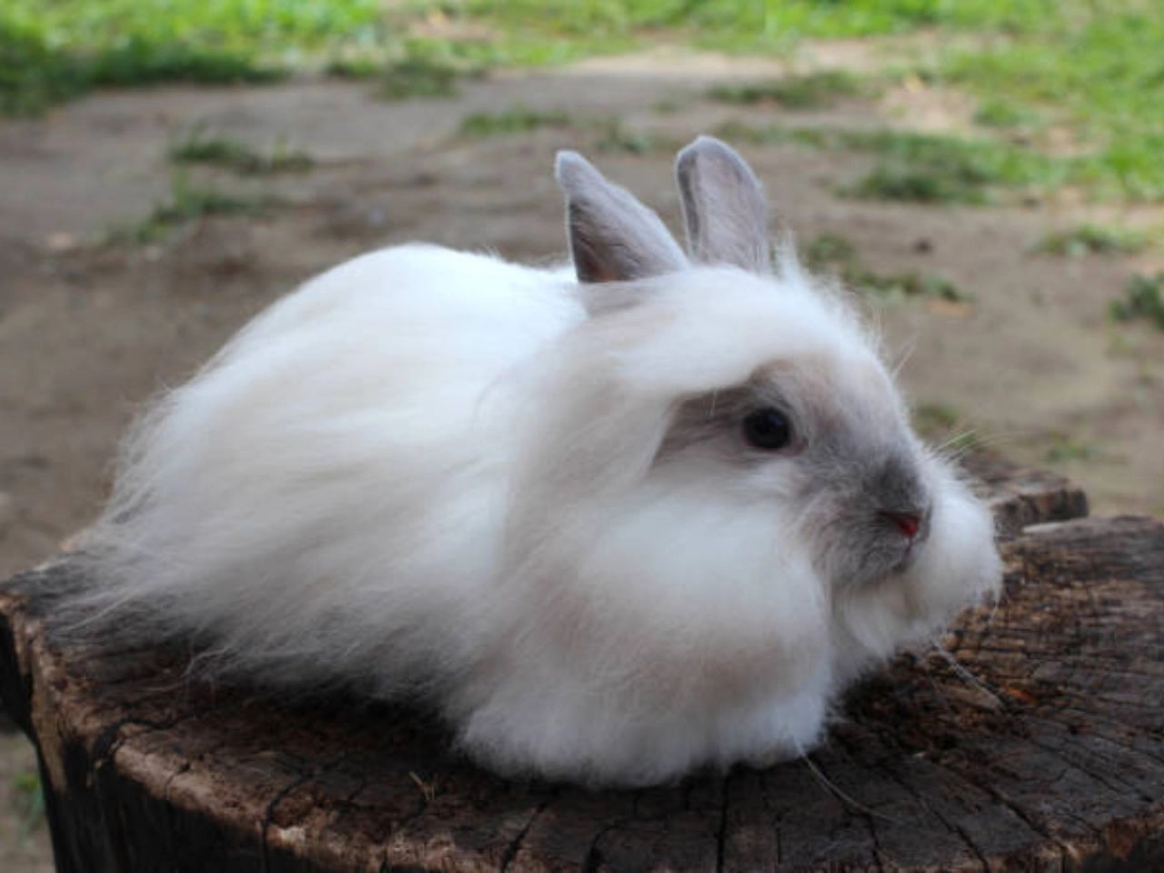 Fluffy Rabbit Breeds: Top 10