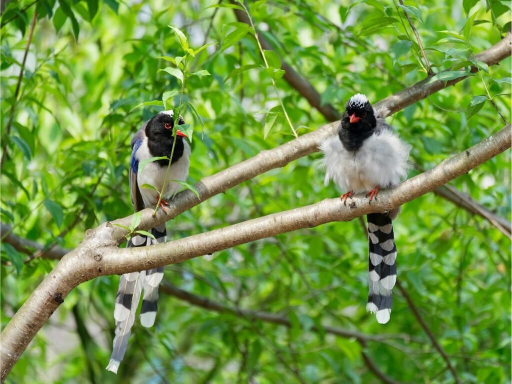 Forest Birds