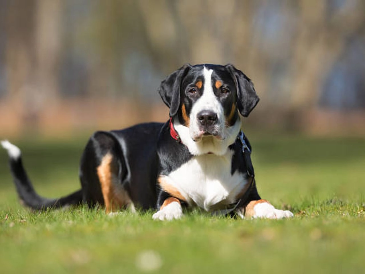 Greater Swiss Mountain Dog Health Issues Information