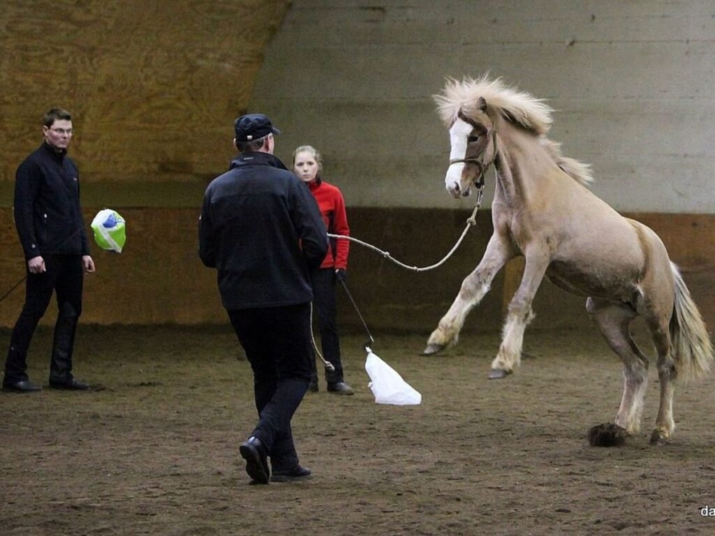 Groundwork for Spooky Horses