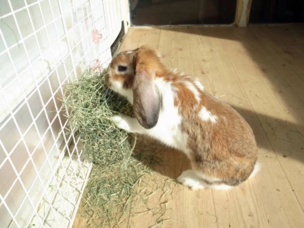 Harlequin Holland Lop Rabbit Care