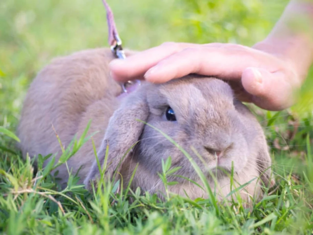 Holland Lop Rabbits