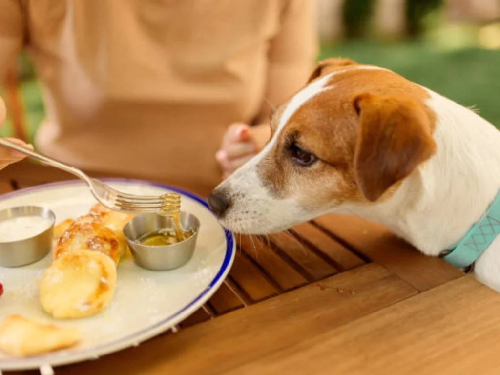 Homemade Kidney Diet for Dogs

