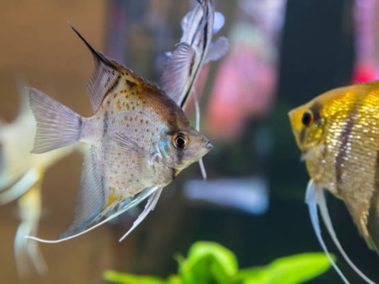 How Big Do Angelfish Get: Size Insights & Facts