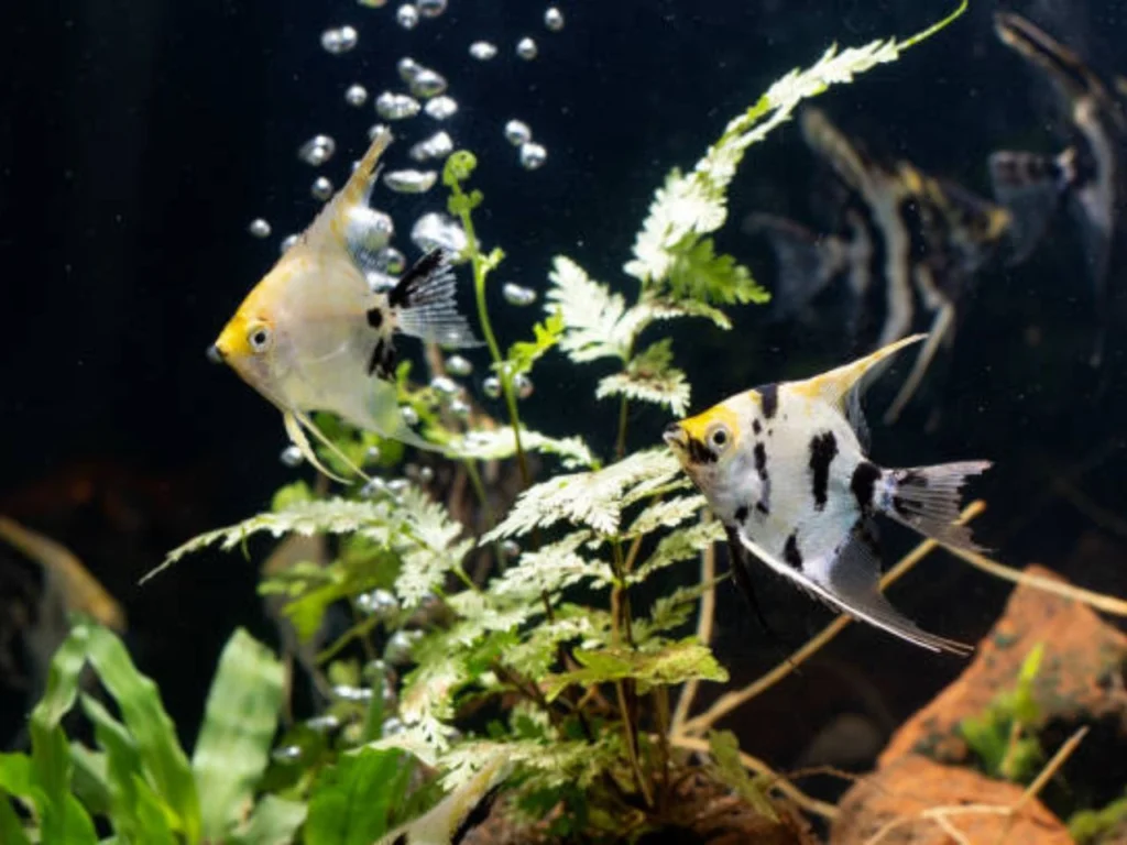 How Fast Do Angelfish Grow