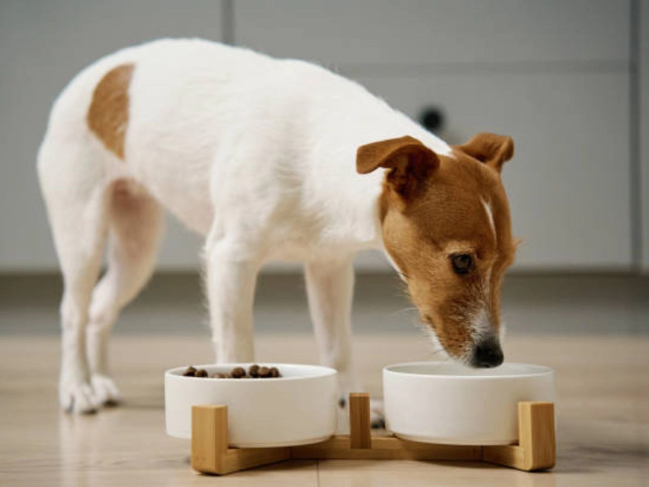 How Long Can a Dog Stay on a Hydrolyzed Diet: Vital Tips