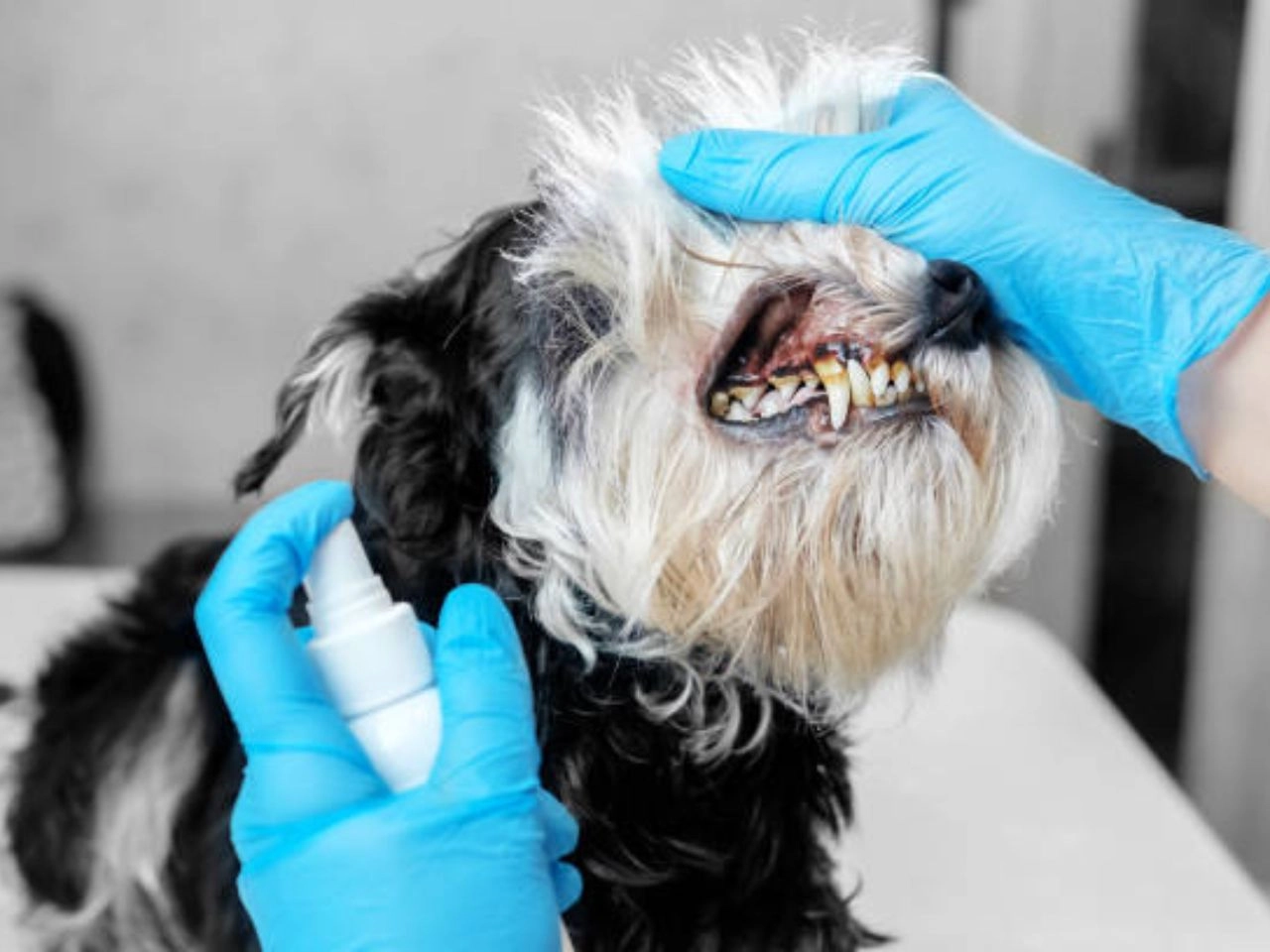 How Many Dogs Die from Teeth Cleaning