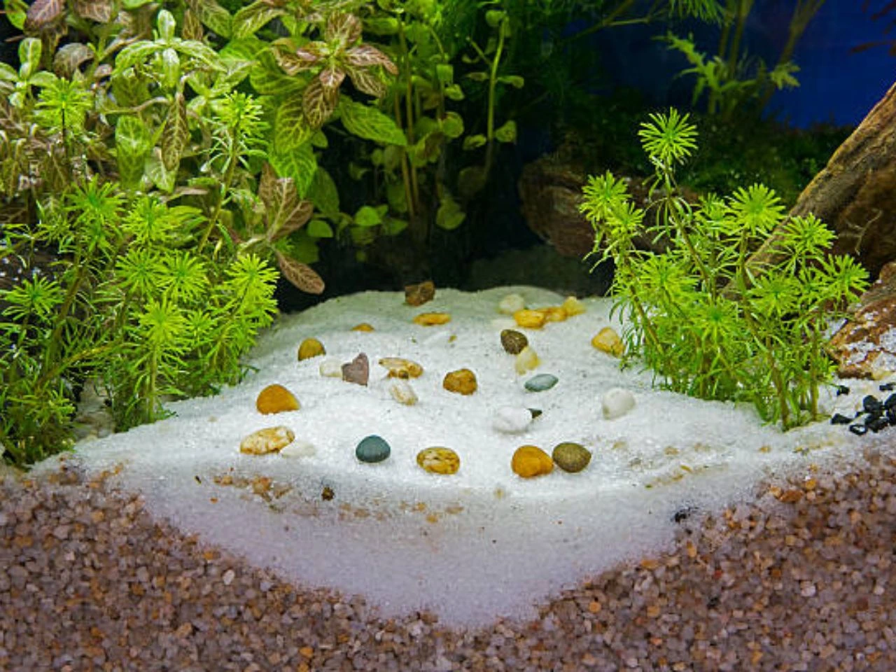 How Many Salts Per Gallon for Thriving Aquariums?: A Guide