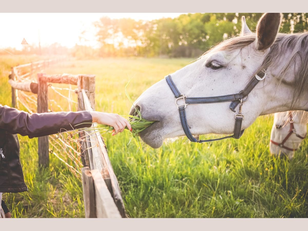 How Much Grain to Feed a Horse Per Day