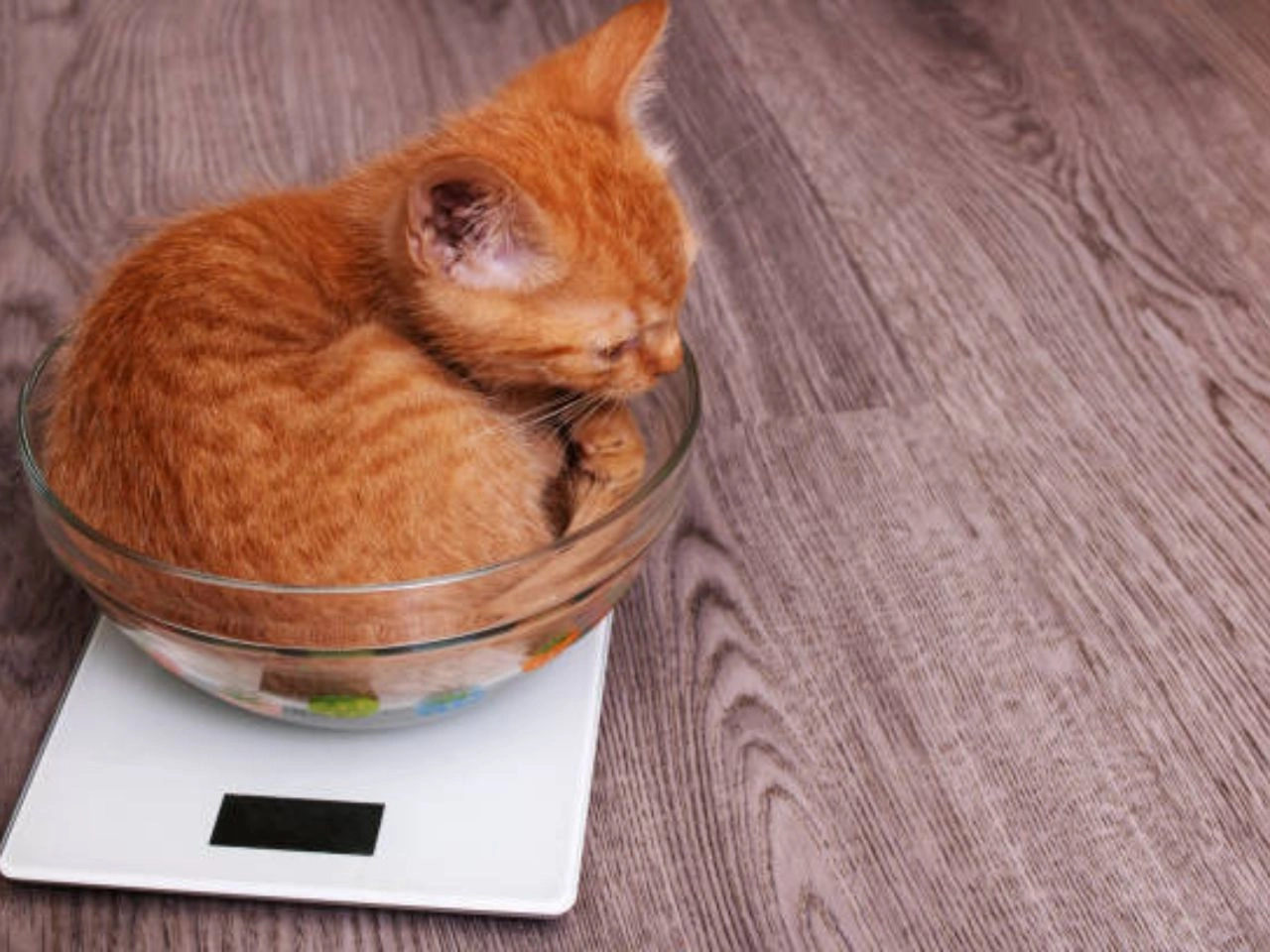 How Much Wet Food to Feed a Cat Calculator?