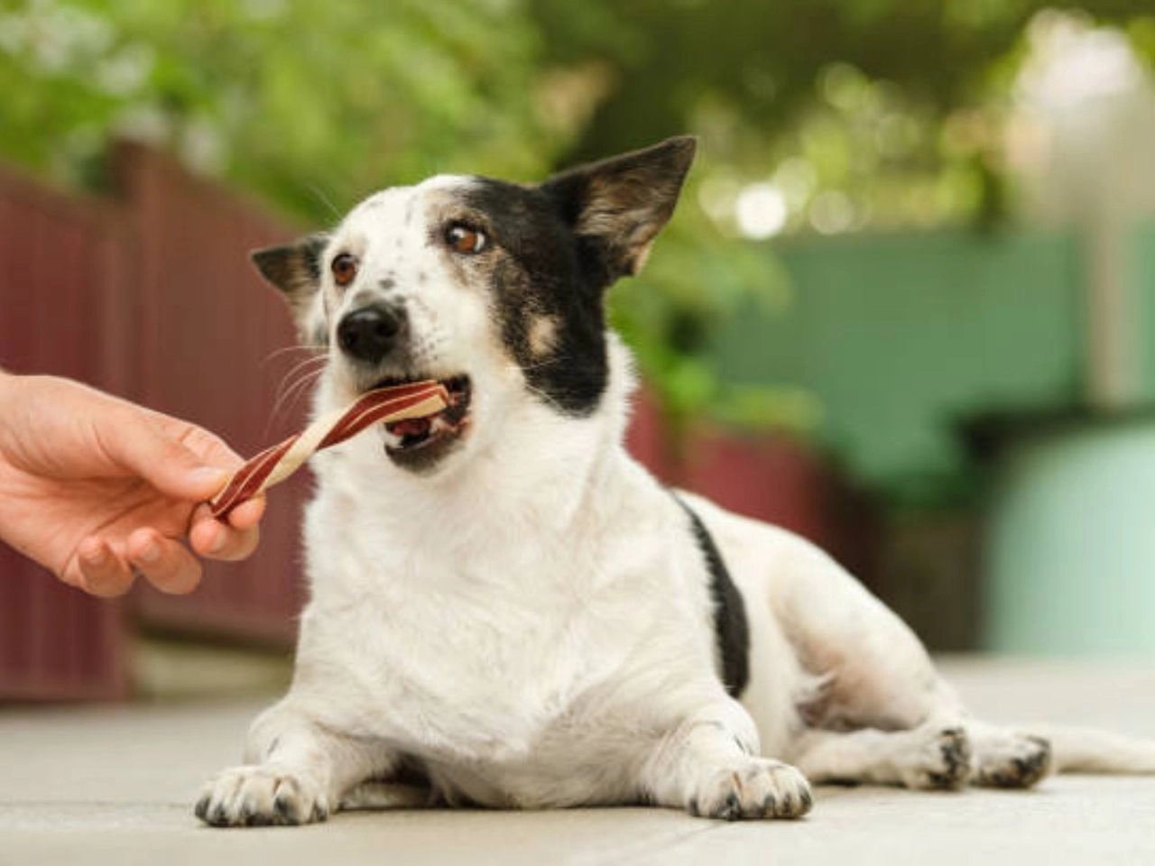 How Often Should You Give Your Dog Dental Chews