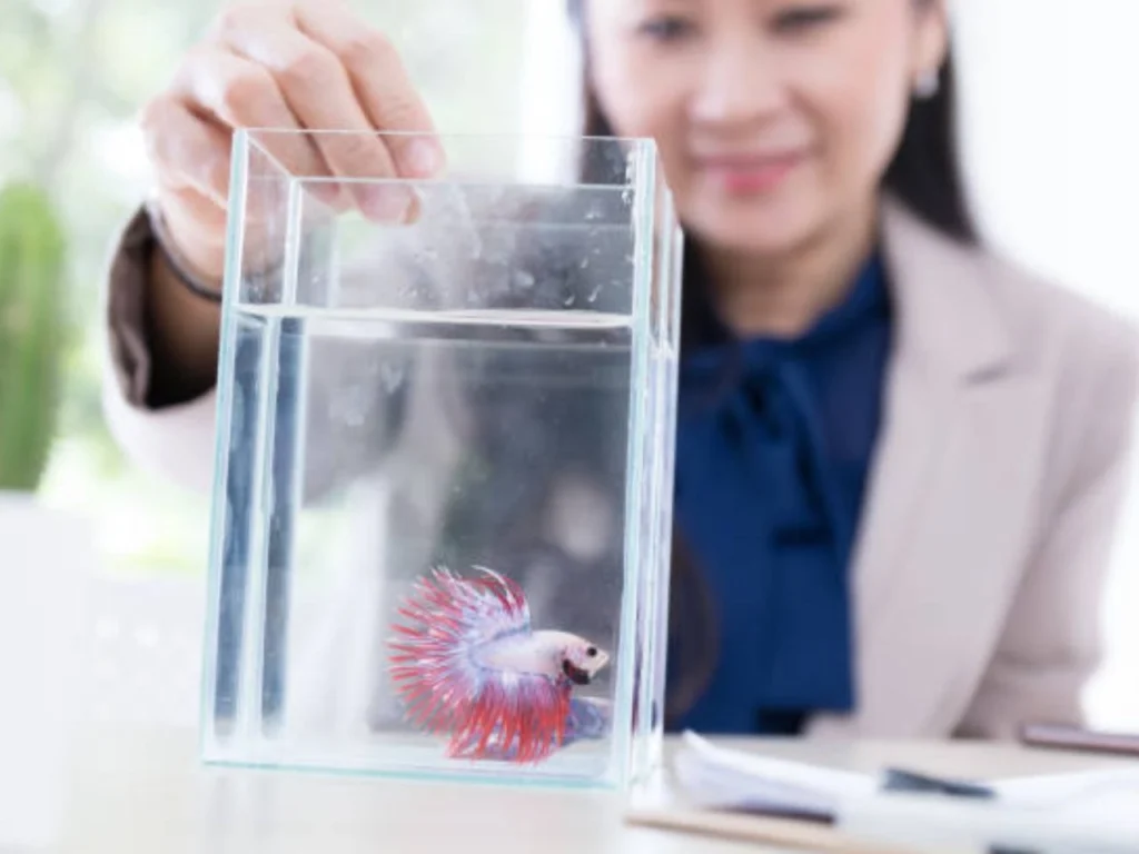 How Often to Feed a Betta Fish