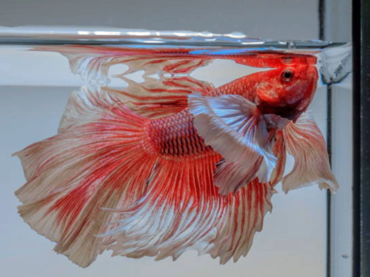 How Often to Feed a Betta Fish Essential Guide