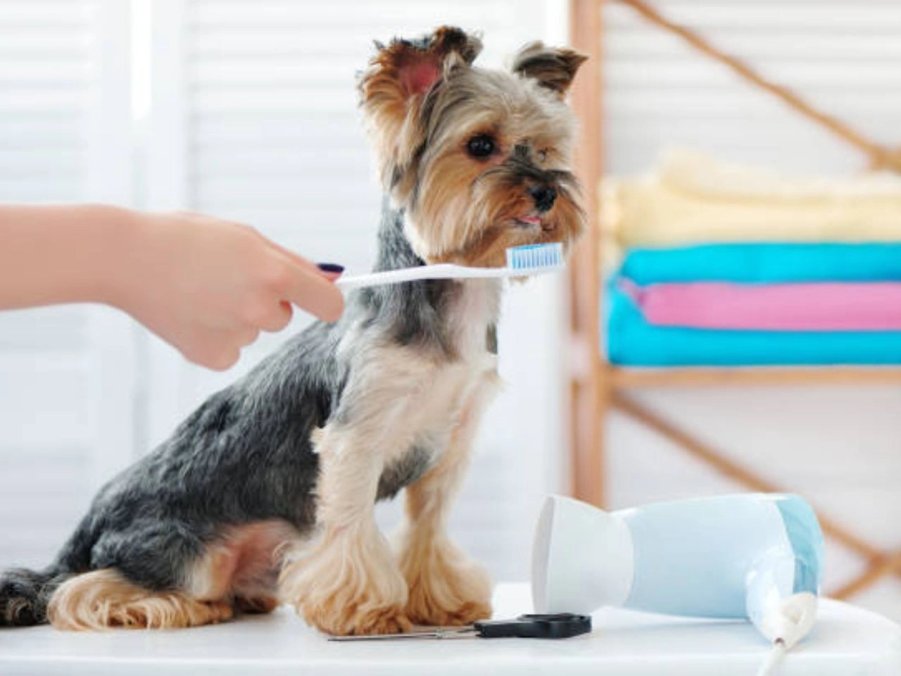 How To Do Dog Dental Wipes Work? 