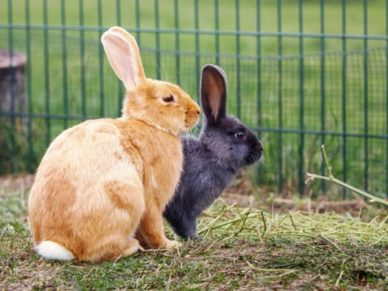 How and why Are Rabbits Territorial