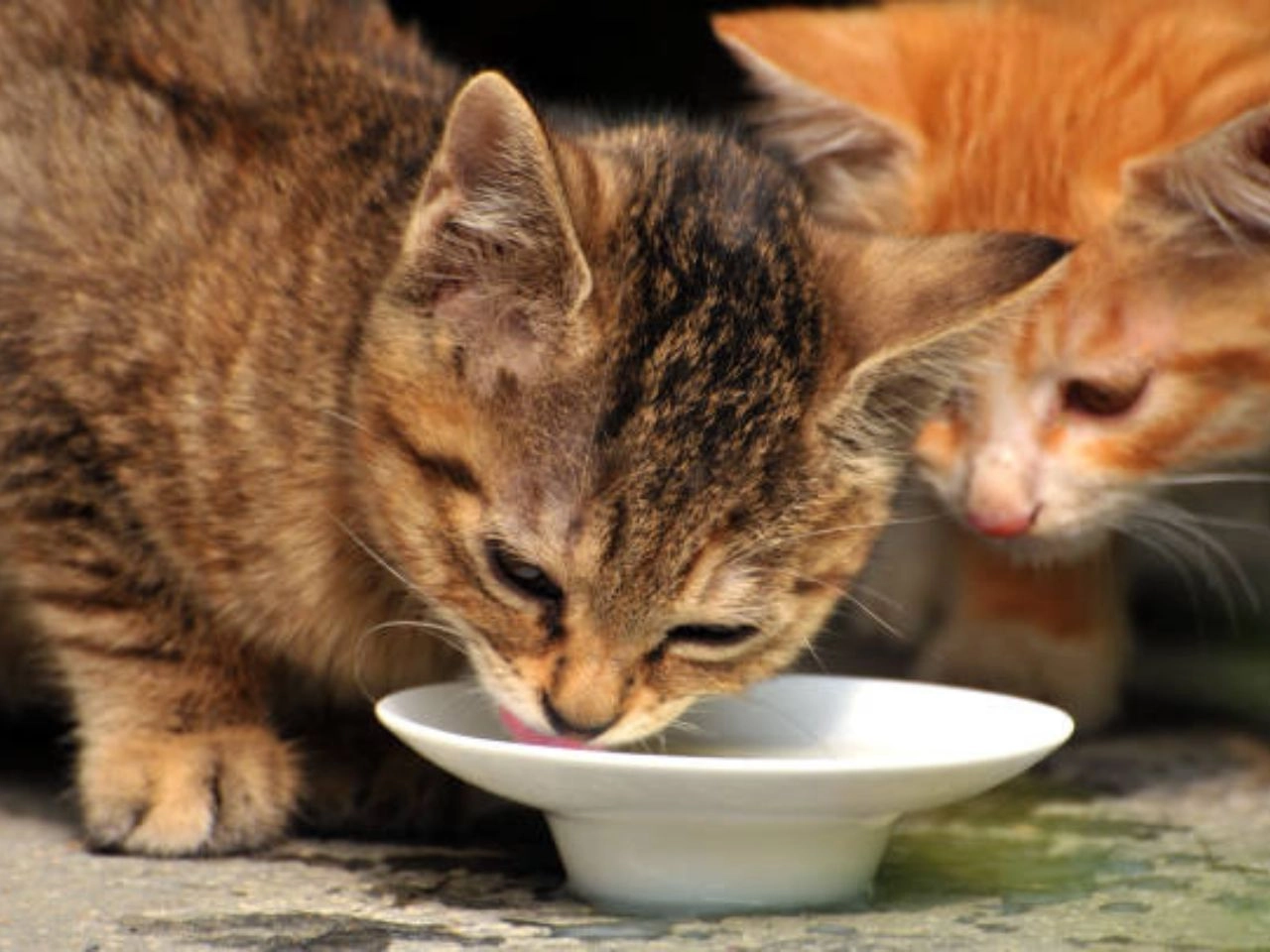 How to Feed Your Cats Wet Food While Away?