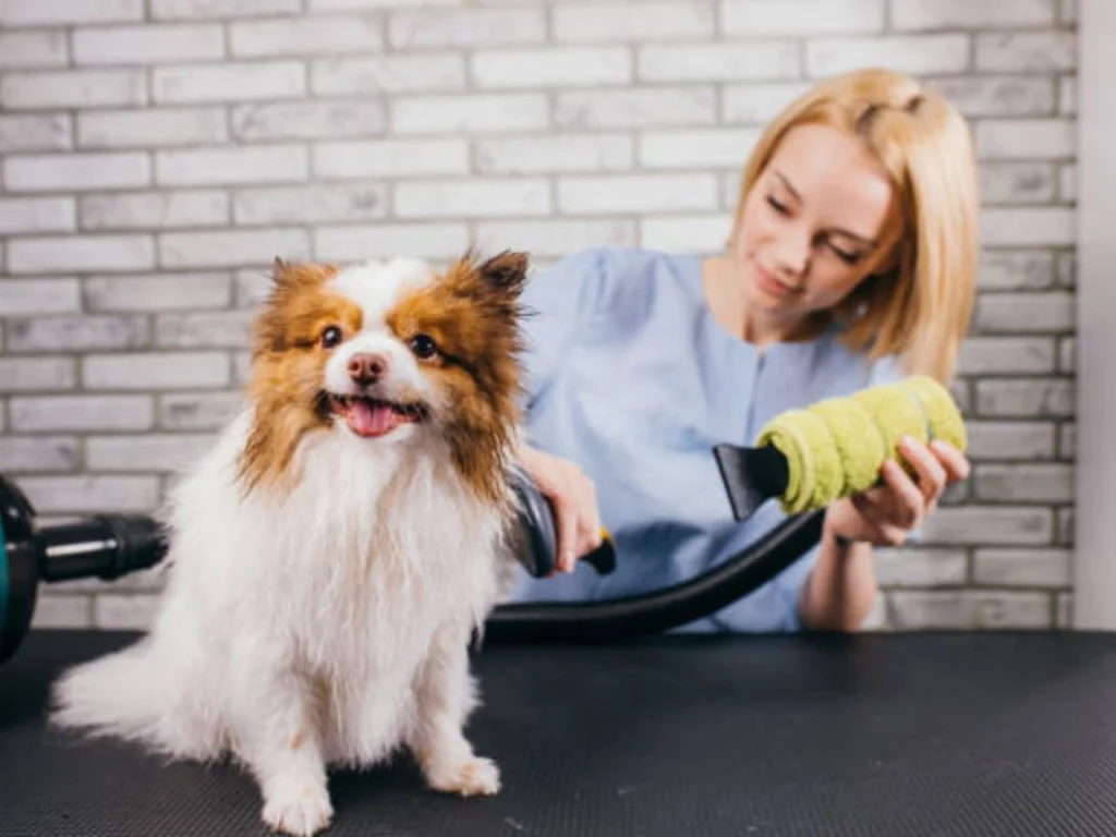 How to Relieve Dog Itching After Grooming