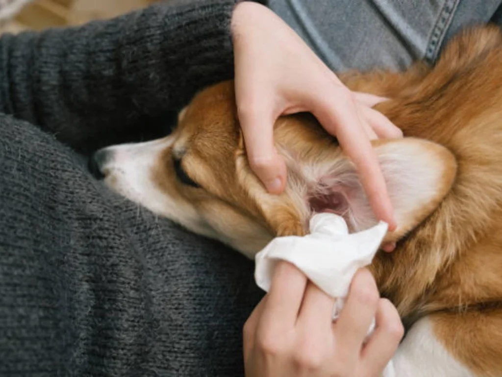 How to Soothe Dogs Ears After Grooming