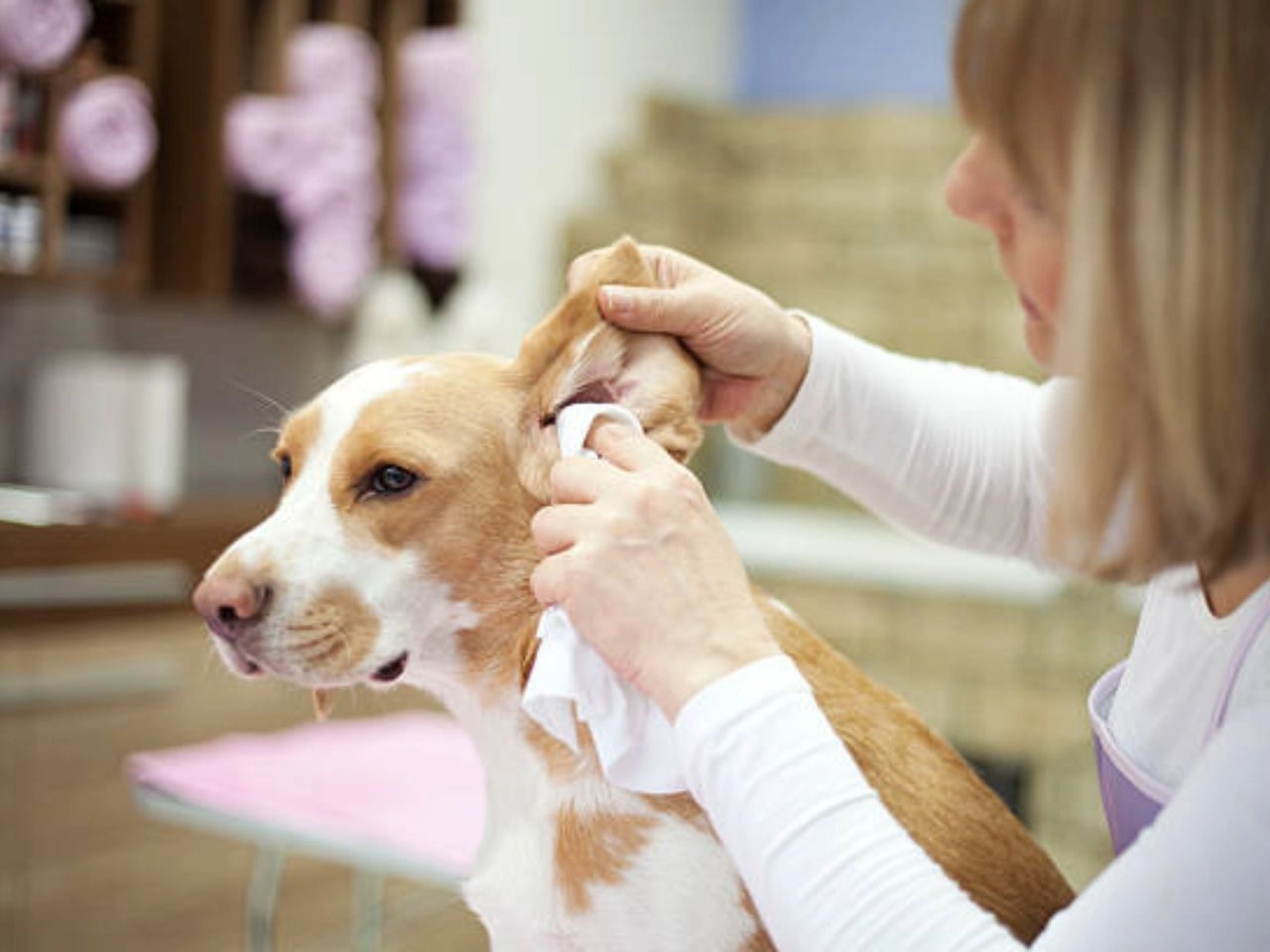 How to Soothe Dogs Ears After Grooming Exploring the Reasons