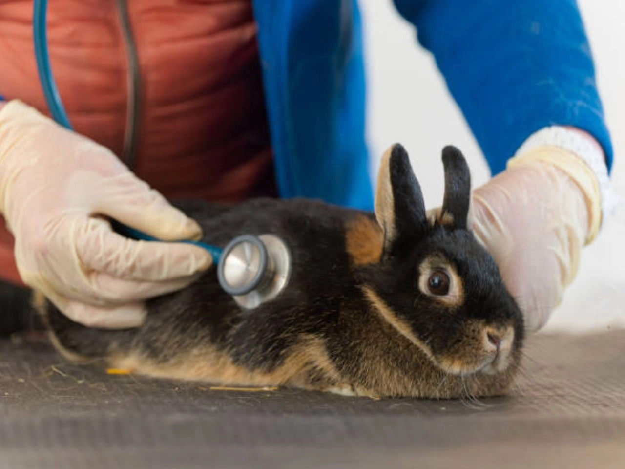 How to Treat GI Stasis in Rabbits: Quick Relief Tips