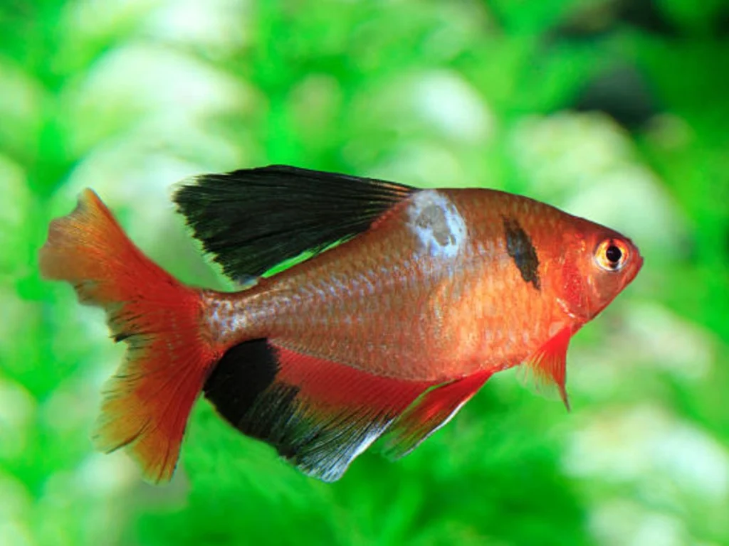 How to Treat Velvet Disease in Fish