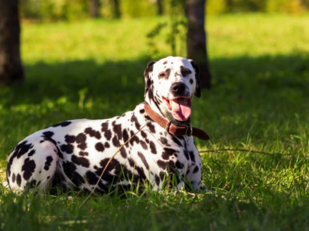 Introduction To Dalmatian Breed