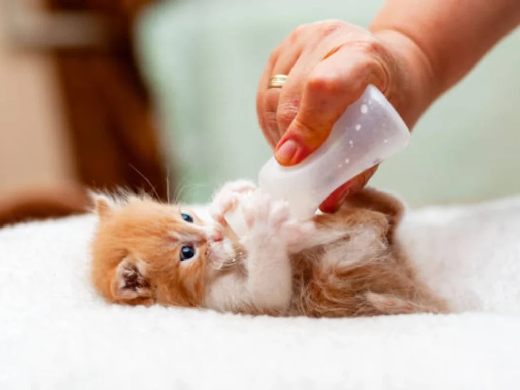 Is Gerber Baby Food Safe for Cats 