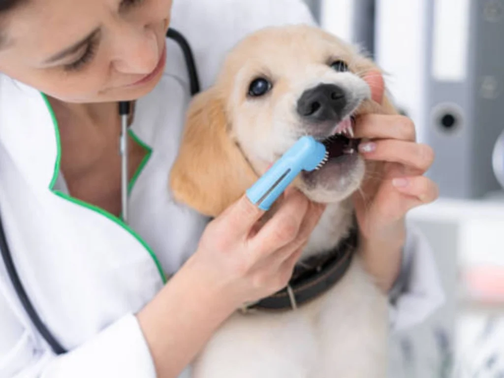 Maintaining your dog's oral health