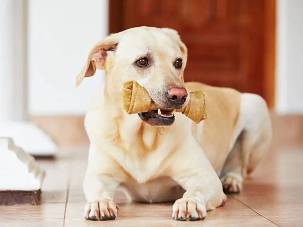 Natural Dental Chews for Dogs