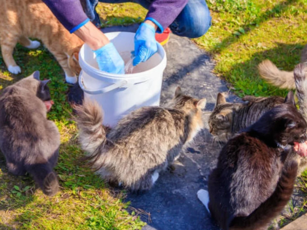 Can I Sue My Neighbor For Feeding Stray Cats