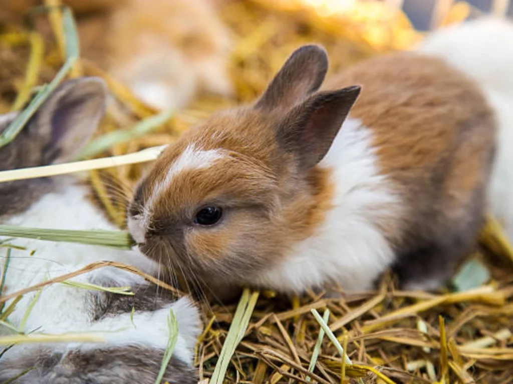 Netherland Dwarf rabbits 