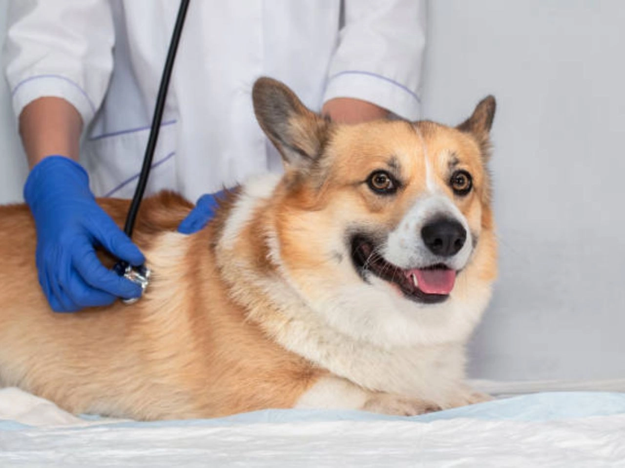 Pomsky Dog Health Issues