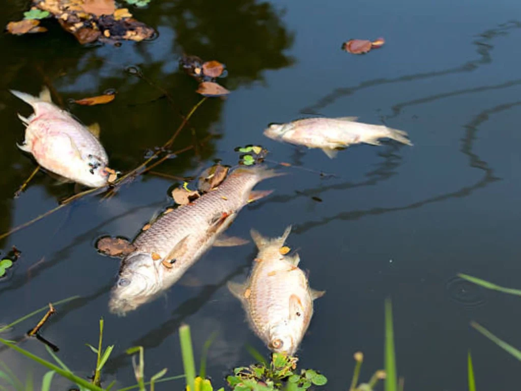 Poor water quality can harm fish 