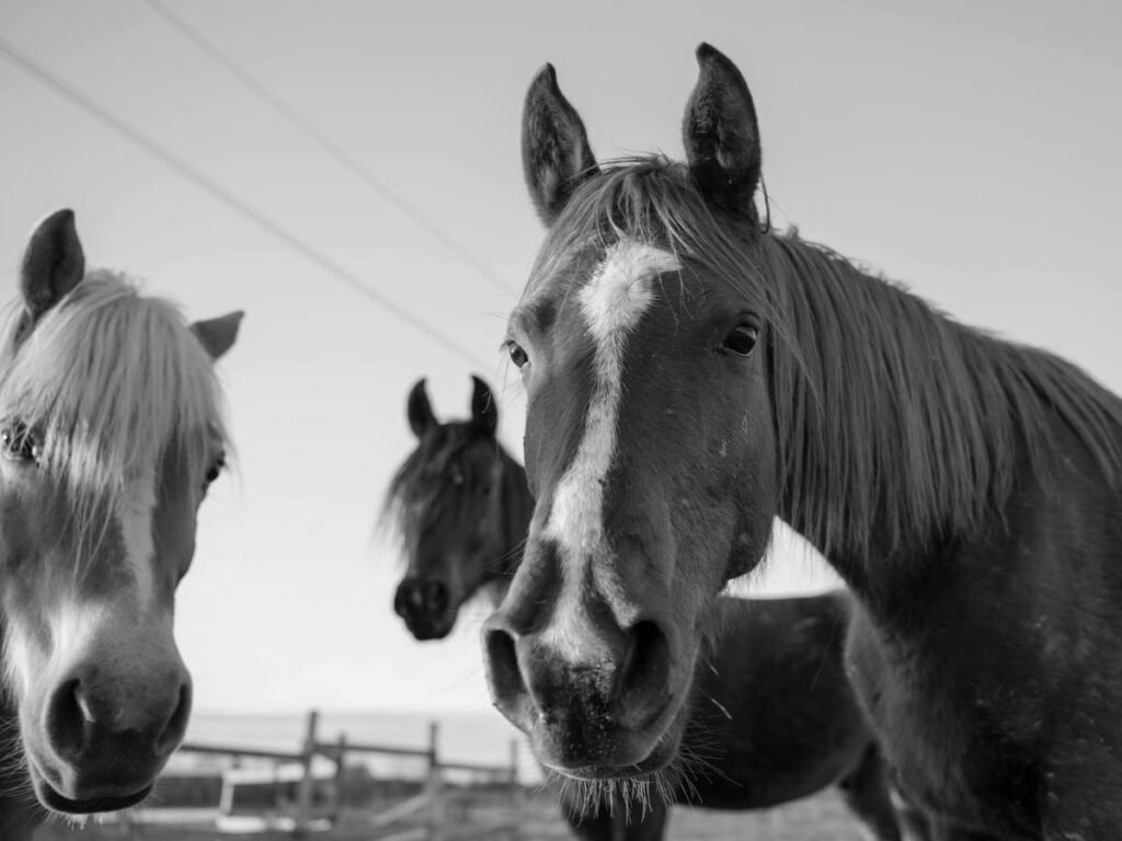 Symptoms of Too Much Protein in Horses Diet